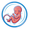 fifth Month of pregnancy
