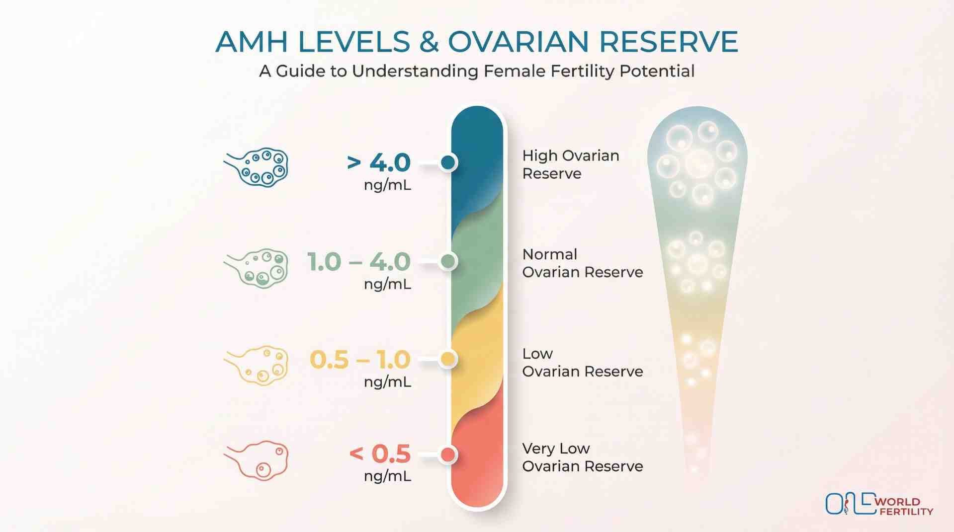 What Is AMH in Females and How It Reflects Ovarian Reserve- ONE WORLD FERTILITY (2).jpg