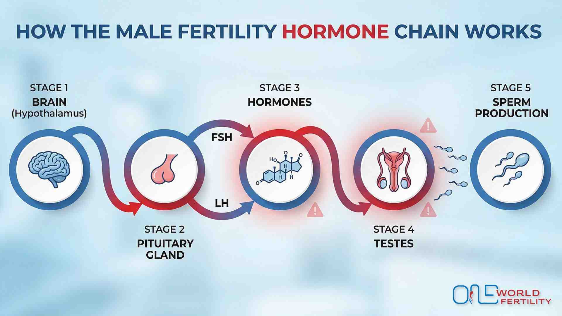 hormonal imbalance and male infertility .jpg